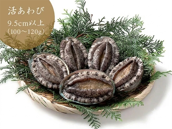 活あわび（9.5cm以上 5個セット）