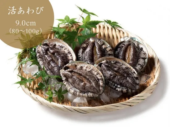 活あわび（9cmサイズ  5個セット）